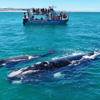 Daily Dive # 215 | Meet the Marine Big 5: Southern Right Whales